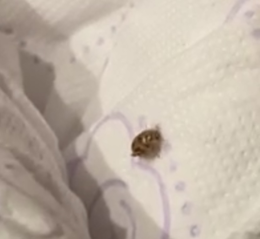 Aiutatemi ho trovato degli insetti sul letto